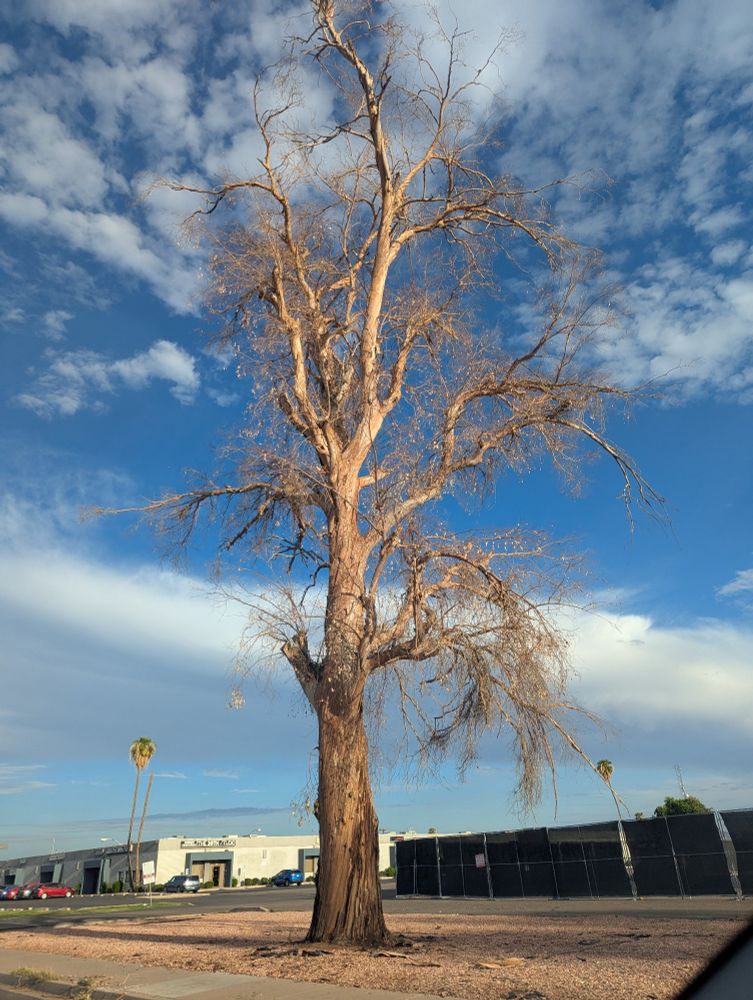 Dead treat in the sun with scattered clouds