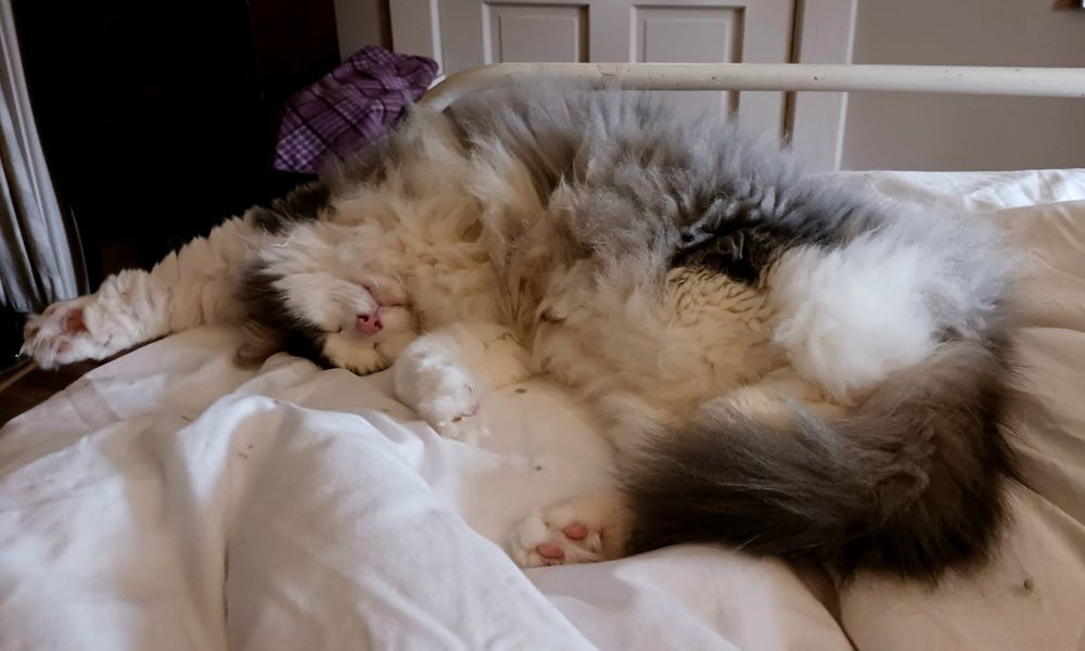 A picture of a fluffy gray and white cat stretched out on his side with his head upside down.