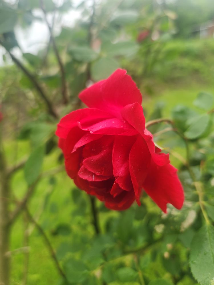 Red rose