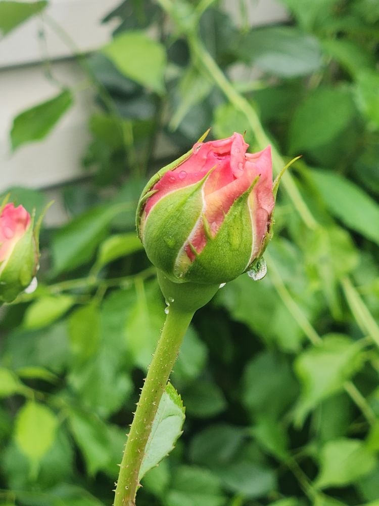 Rose bud