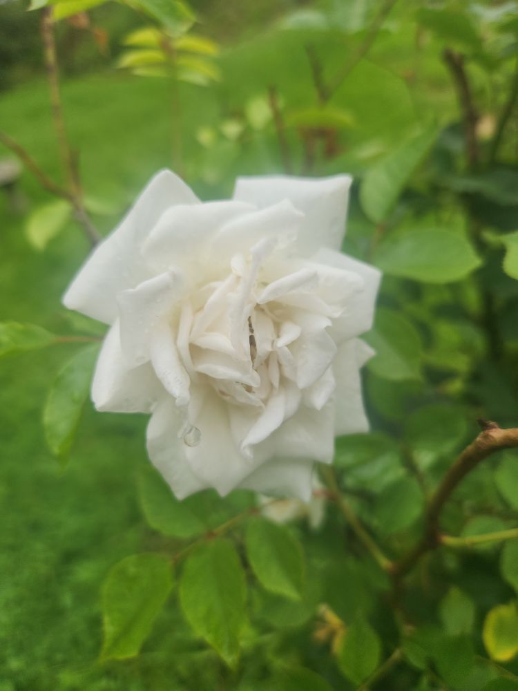 White rose