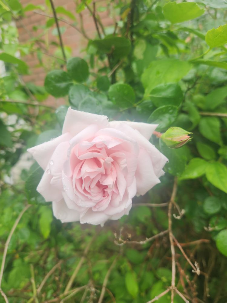 Pink rose