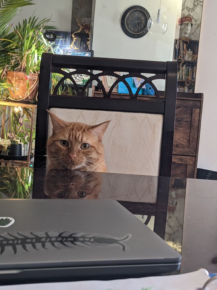 Perspective is, you are sitting at a table, across from the most handsome orange, thick boi cat. He has a somewhat serious look on his face, but clearly nothing is going on behind those eyes. But it must be emphasized, he is just so handsome. 