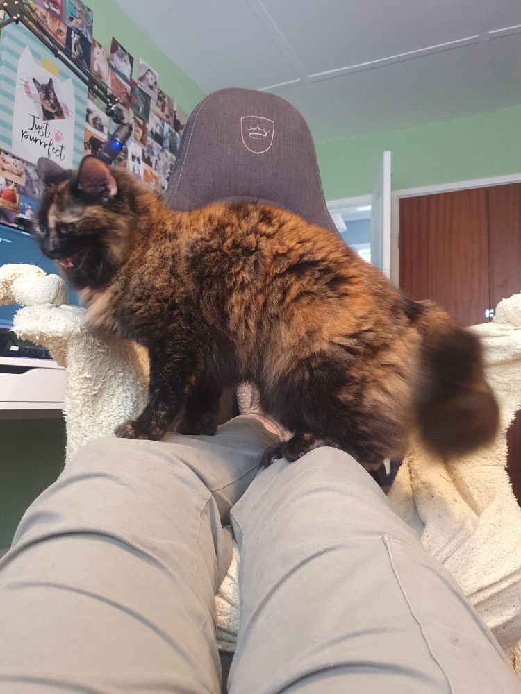 a photo of Pepper the fluffy tortoiseshell cat stood on Arties legs facing to the left, screaming with a blurry tail and face