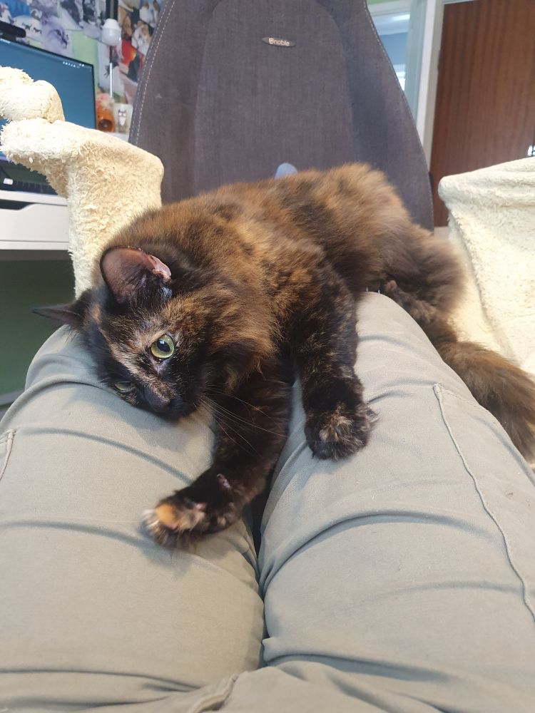 a photo of Pepper the fluffy tortoiseshell cat lay on Arties legs stretched out doing biscuits. She is flopped to the side looking very comfy and cute