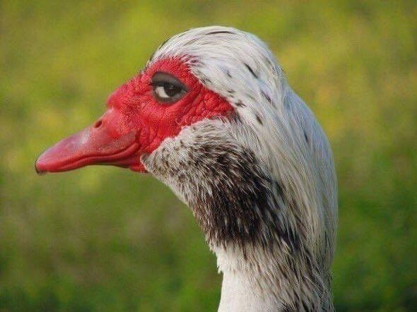 Side-eye glancing goose