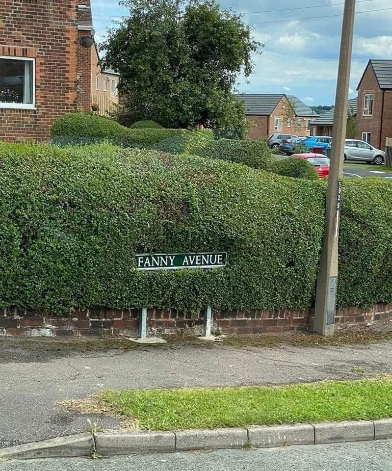 Fanny Avenue