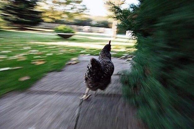 Chicken runs away at high speed