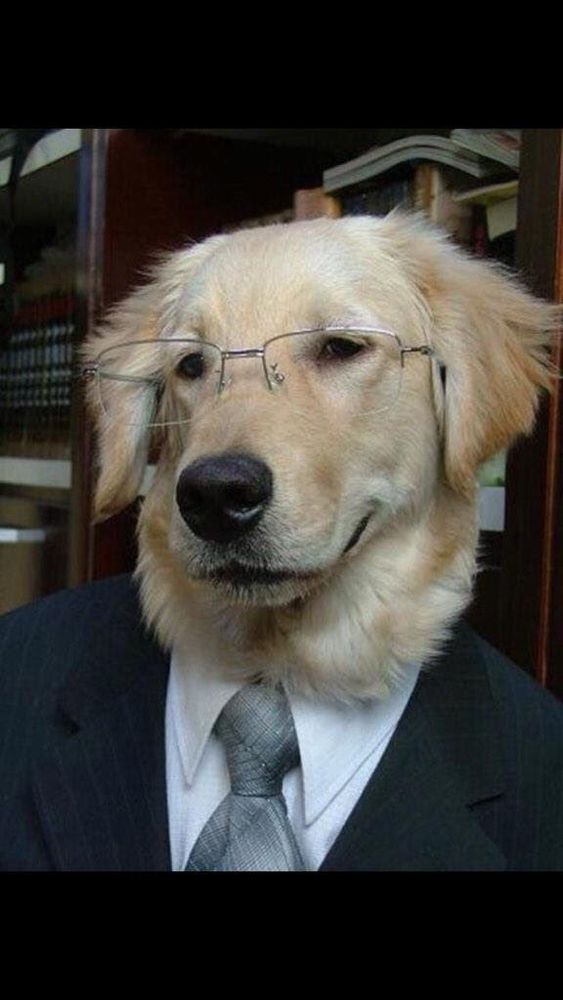 Golden Retriever in jacket, shirt and tie, and spectacles.