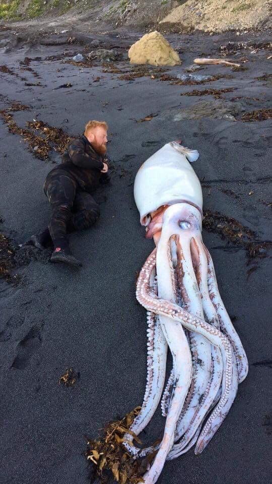 Man lies next to, and gazes at, a giant squid.