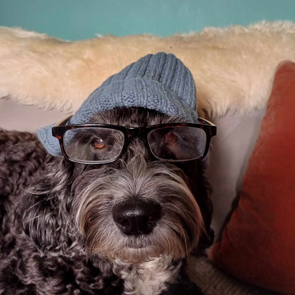 Scruffy black dog in woolly hat and glasses