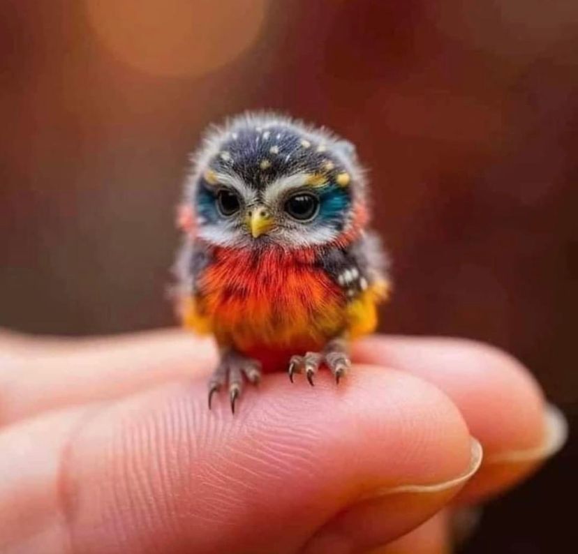 Tiny owl sita on a finger tip