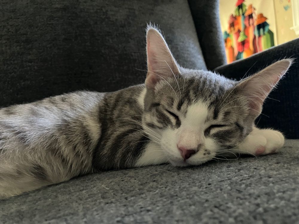 a gray and white tabby kitten sleeps contently on her human's new chair, the one pets aren't allowed on. her human has come to understand that cats are ungovernable and has ceded the chair accordingly.