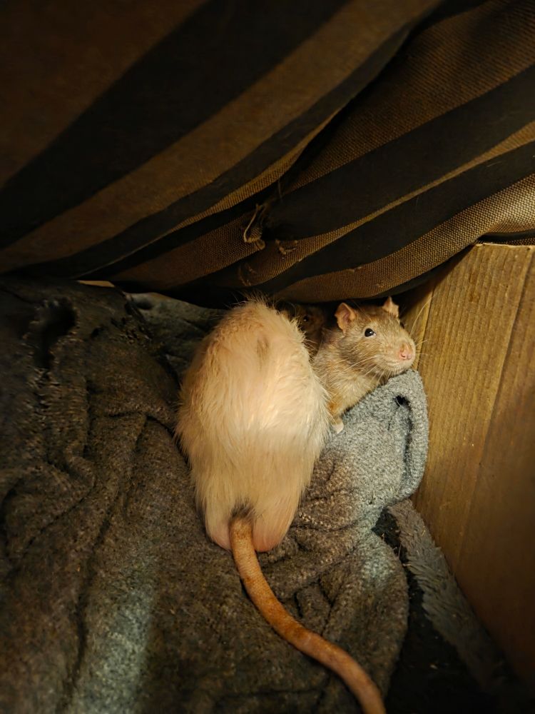Two rats, Toffee and Nico, sit on a crumpled gray blanket with a sofa cushion as a roof