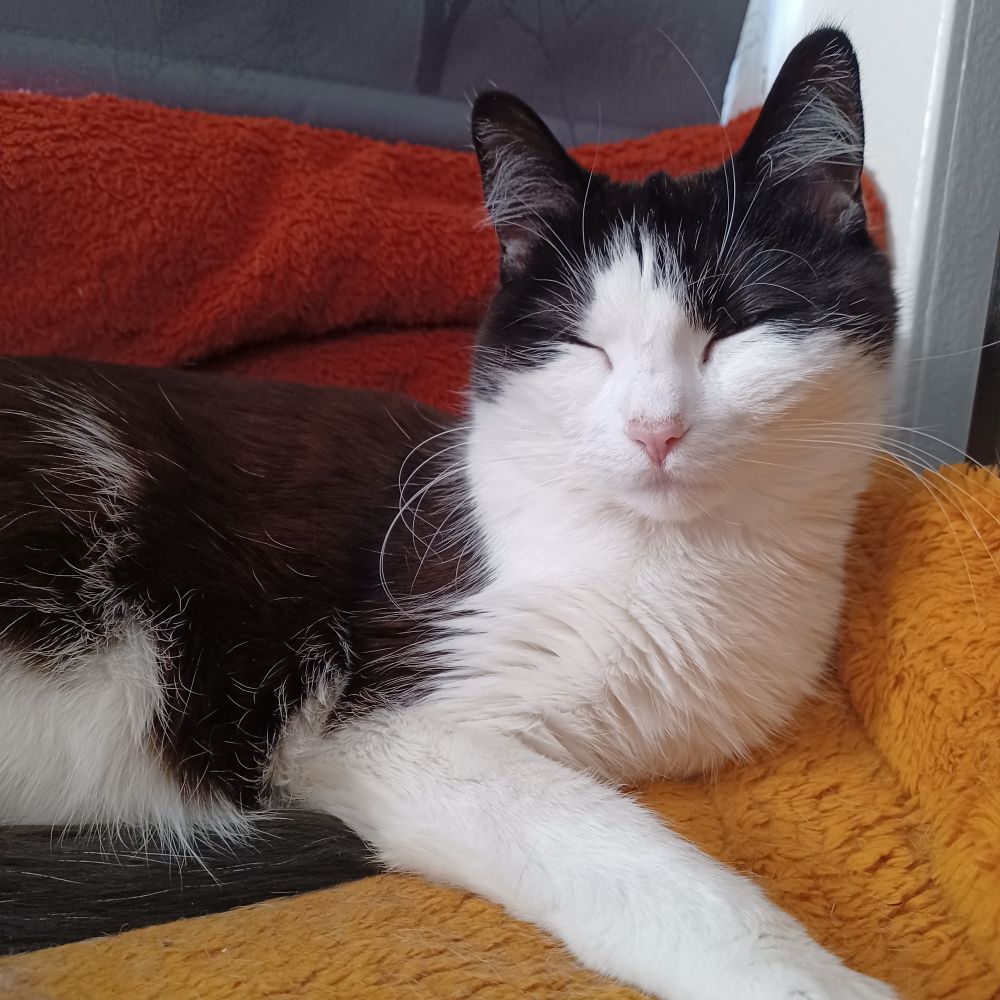 Jucika the black and white cat is lying on her favorite orange blanket. Her eyes are closed and she looks very comfy. 