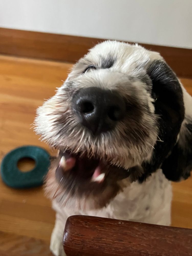 Willow, a white dog with a black patch on one eye and a black nose smiles for the camera while showing two teeth in a very boopable pose.