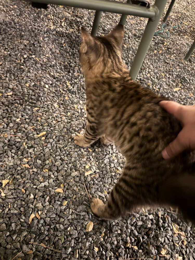 Same tabby cat getting her back scratched