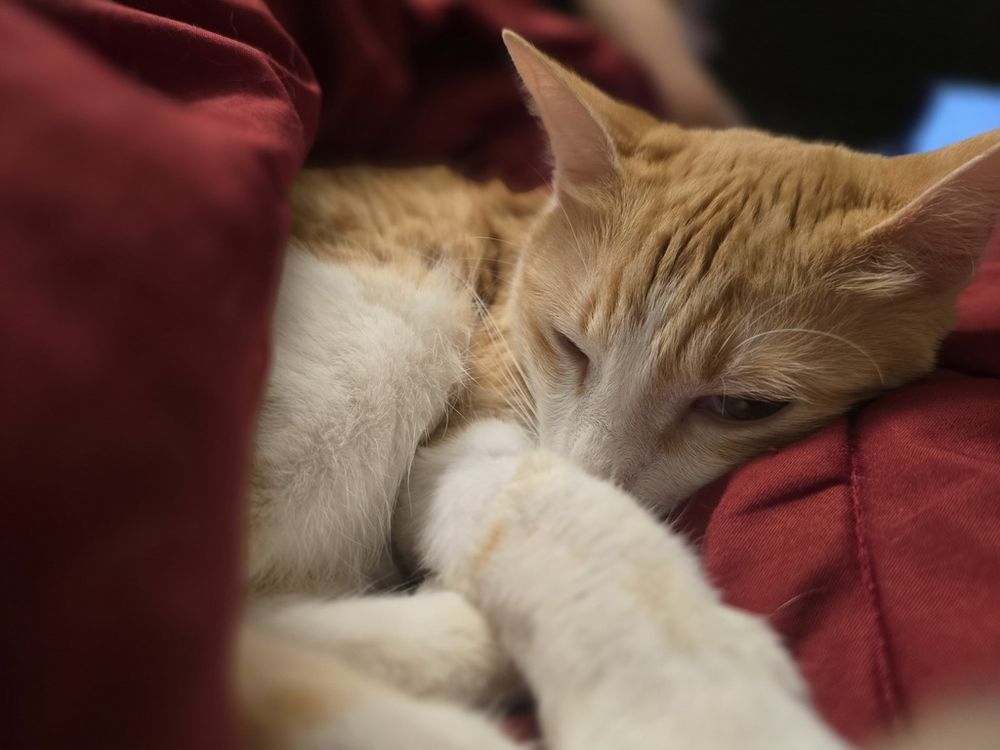 close up of a sleepy orange cat