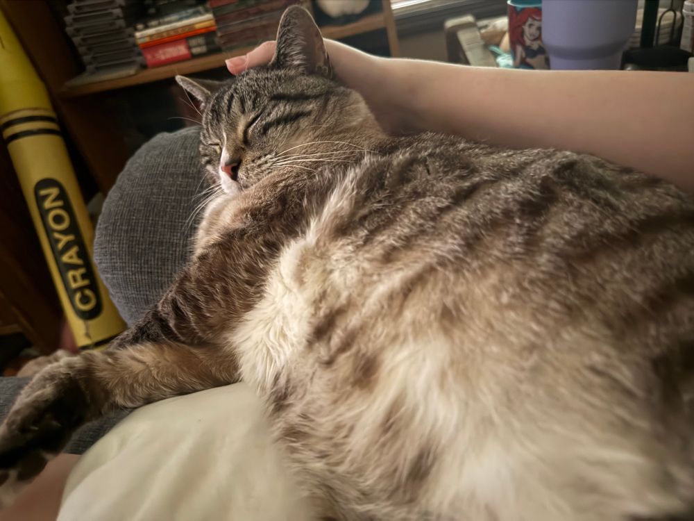 A grey tabby cat with a white belly lounges in the lap of his mother quite comfortably 