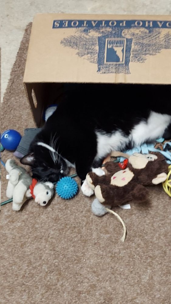 Tuxedo cat named Loki sleeping in an over-turned cardboard box surrounded by toys.