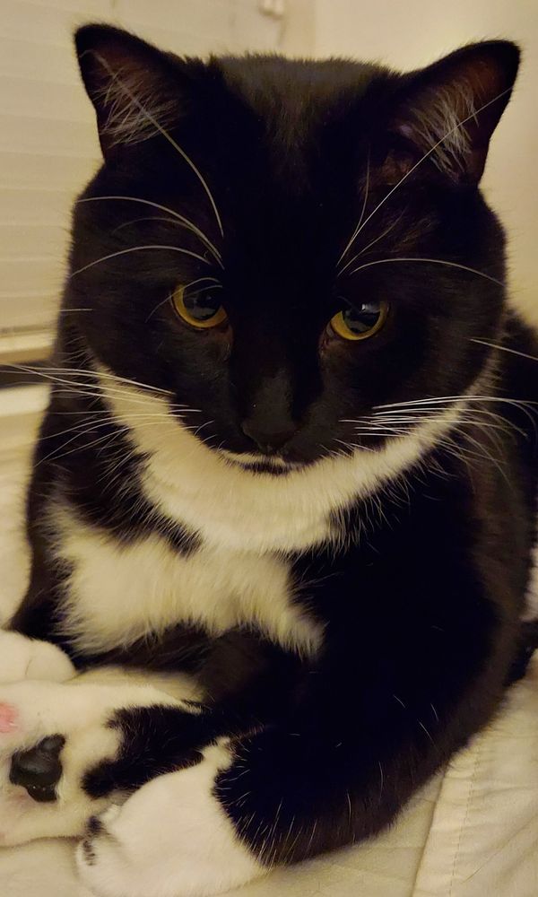 Loki being pensive.