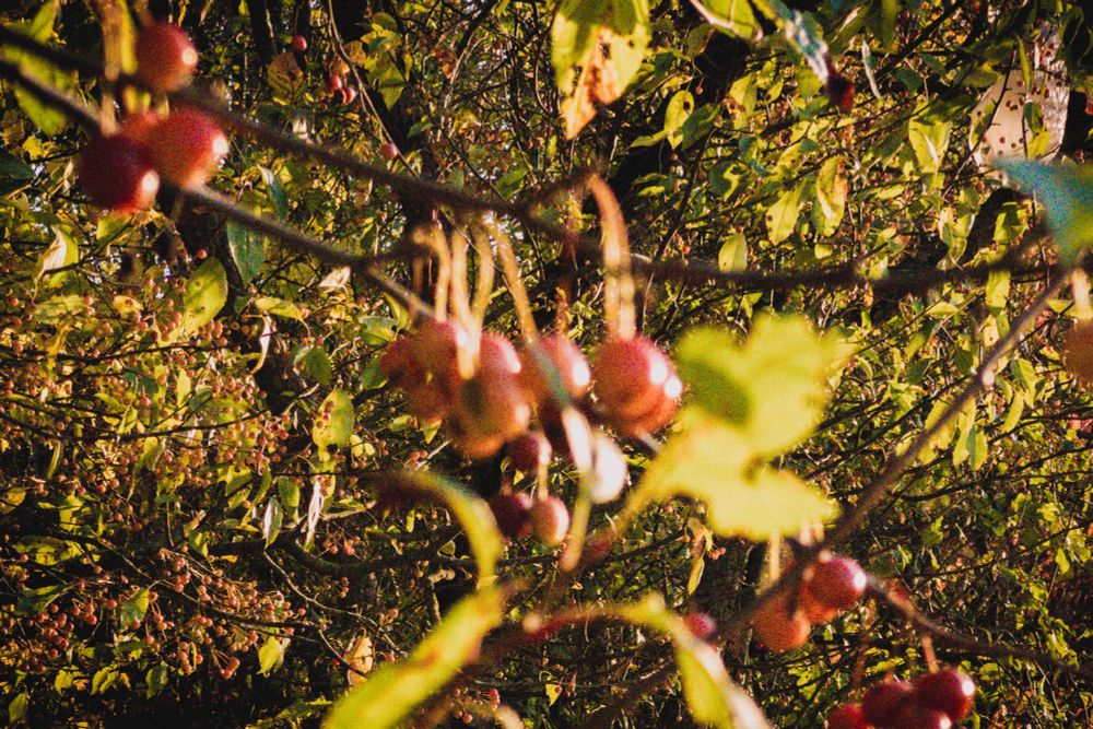 A close up photograph of wild berries hanging from a tree 