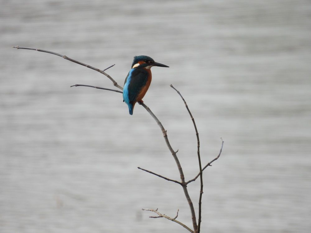 Kingfisher perched on a twig. Gray waters of Vistula river in the background.