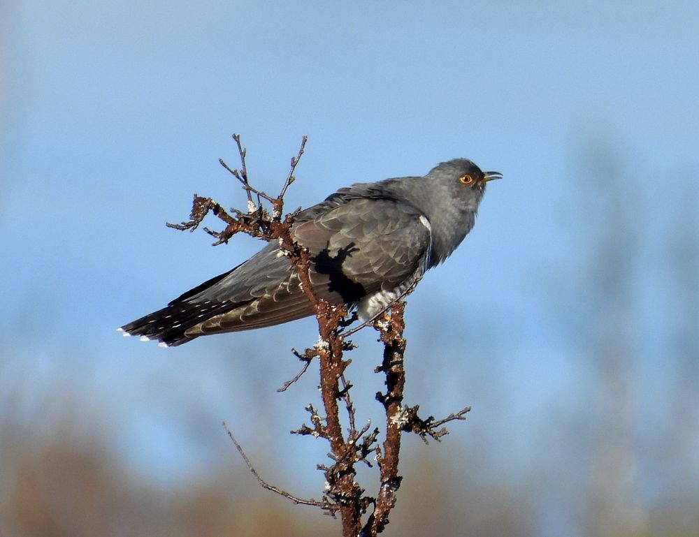Common cuckoo calling from a tree top 