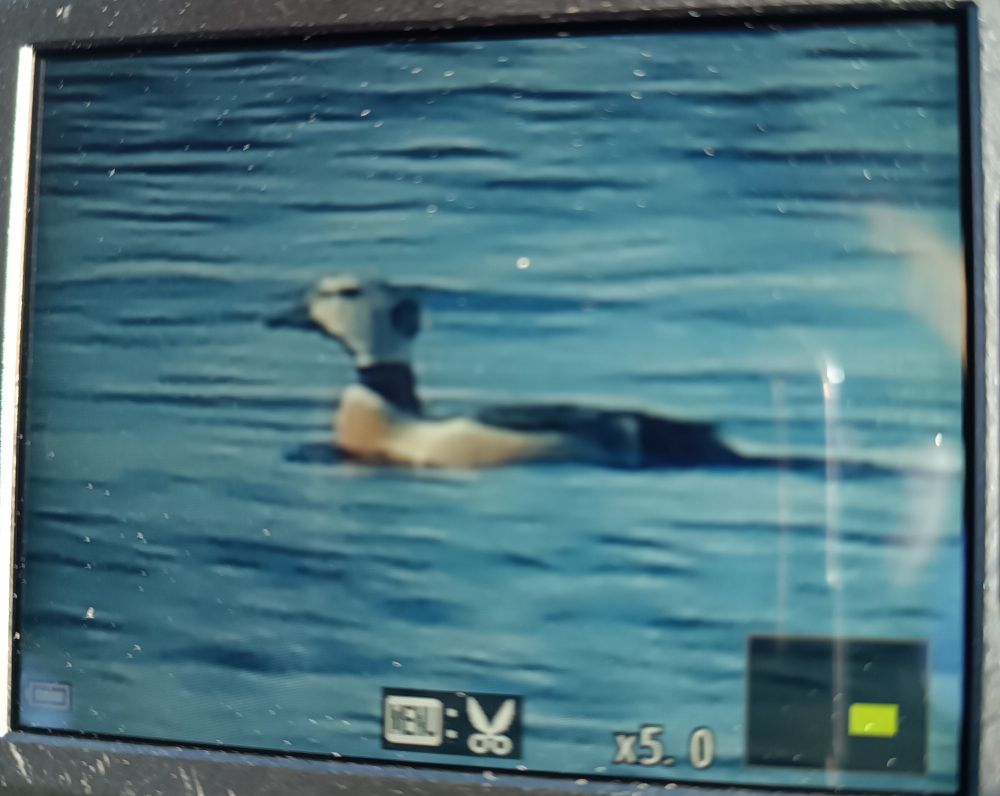 Male Steller's eider.
