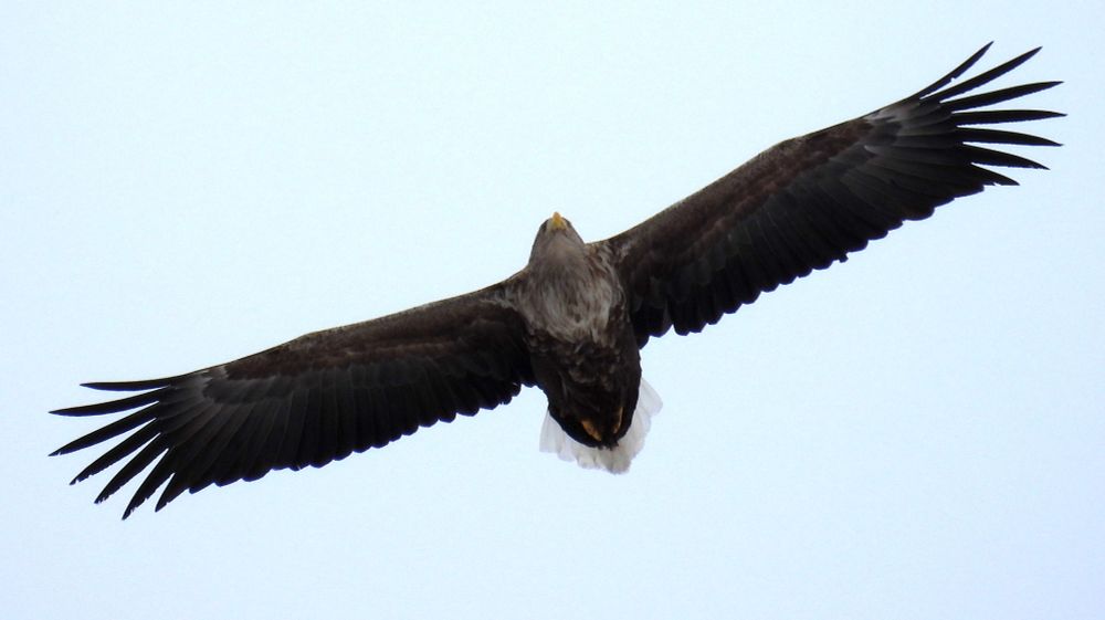 Adult white-tailed eagle in flight.