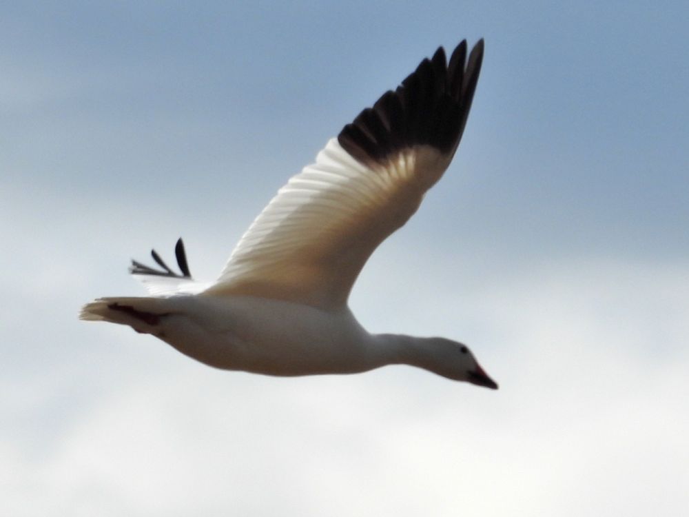 Snow goose in flight.