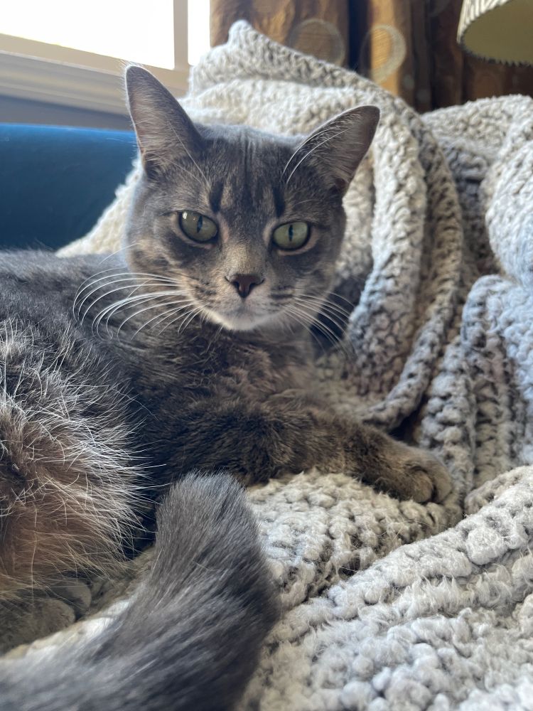 Grey cat on grey blanket