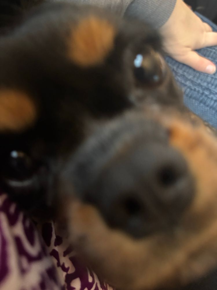 Blurry dog