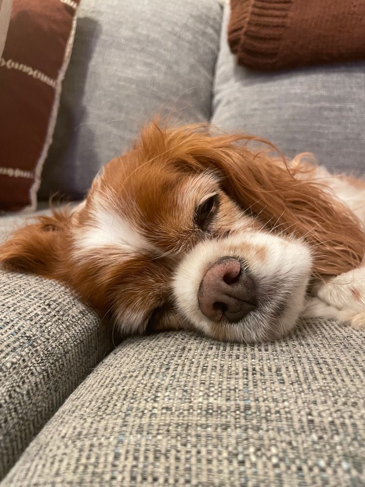 Sleepy spaniel
