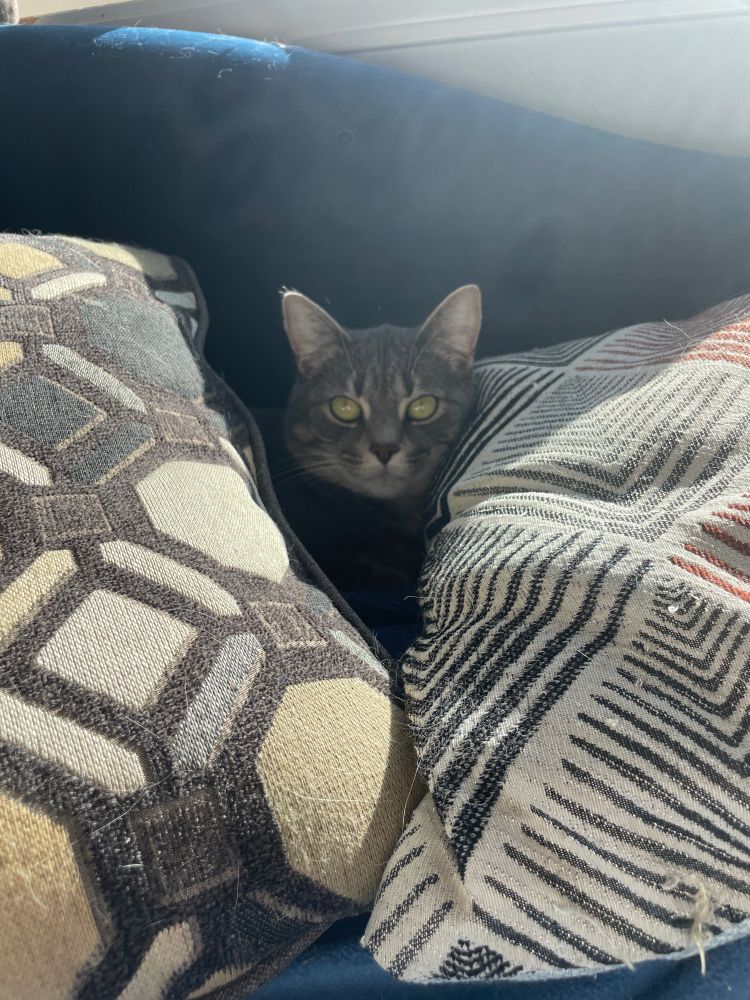 Cat in a cushion cave