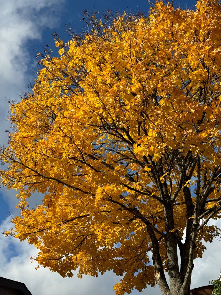 A golden tree against a blue & cloud sky