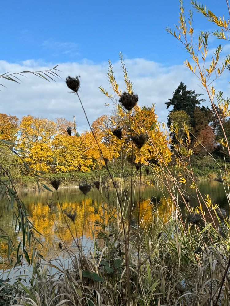 Blurry teasel heads against autumn yellow trees and their reflections