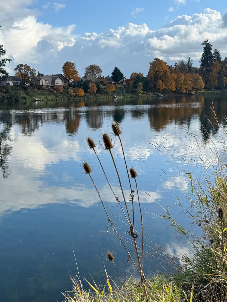 Dried teasels against a clouded sky reflected in a lake