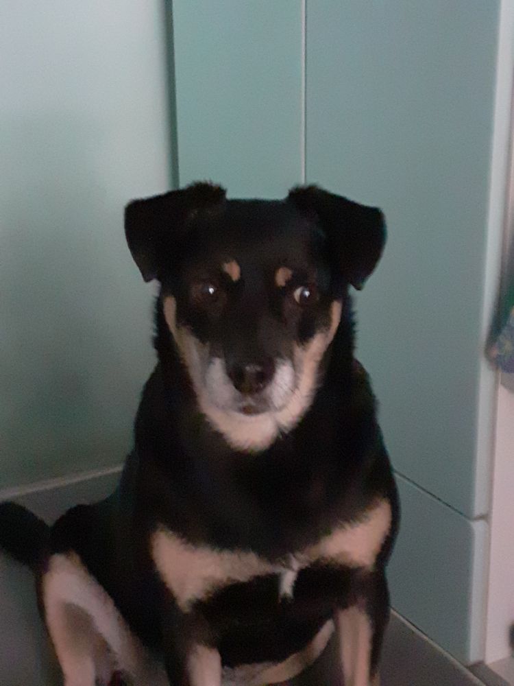 Perła, a medium-sized black dog with tan markings, brown eyes and floppy ears, sitting on her grai bed in my room. Front view but with more of her body visible