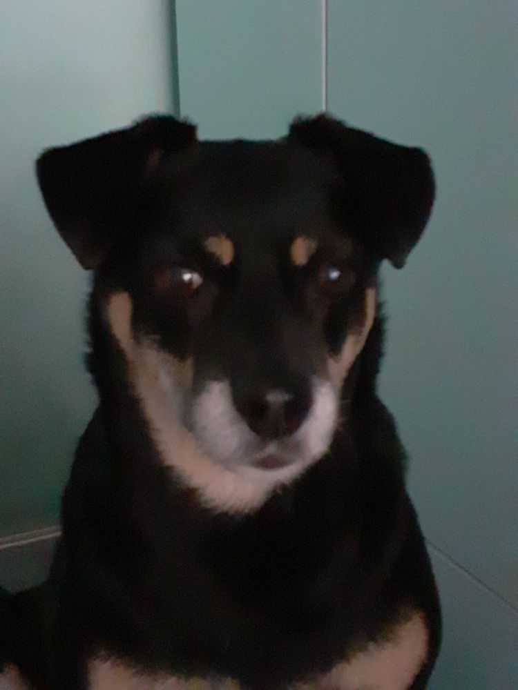 Perła, a medium-sized black dog with tan markings, brown eyes and floppy ears, sitting on her grai bed in my room. Front view.