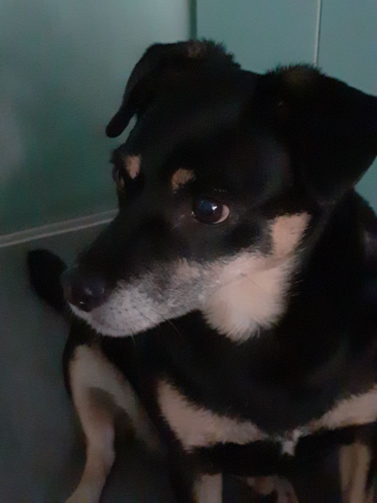 Perła, a medium-sized black dog with tan markings, brown eyes and floppy ears, sitting on her grai bed in my room. Looking to the side