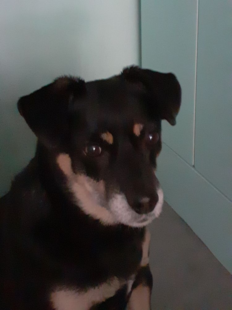 Perła, a medium-sized black dog with tan markings, brown eyes and floppy ears, sitting on her grai bed in my room. 3/4 view.