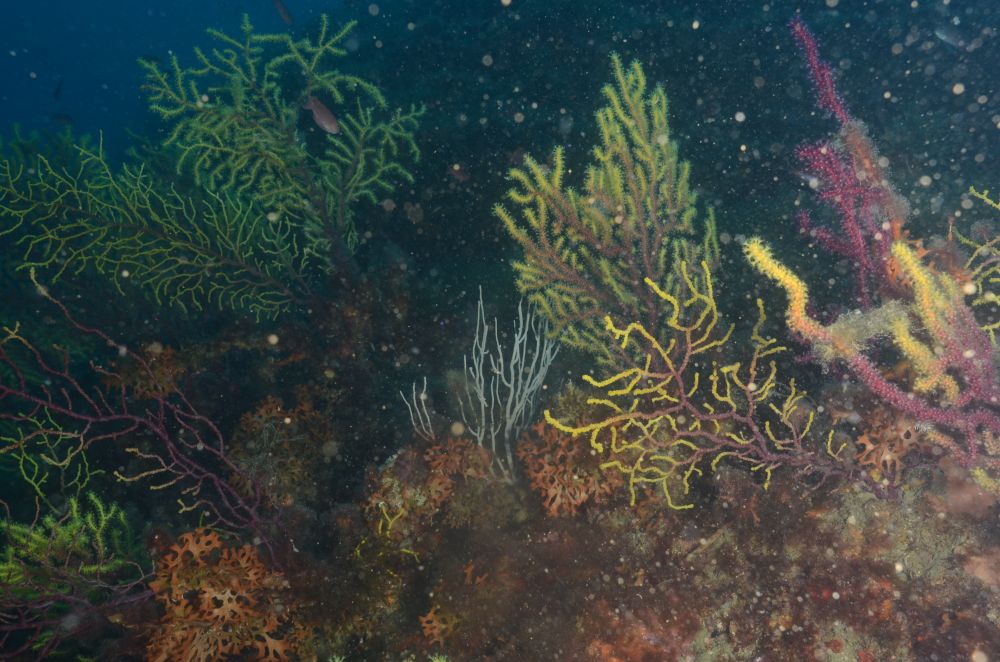 Underwater picture By Yanis Zentner of a coralligenous wall dominated by the sea fan Paramuricea clavata shot in Medes Islands