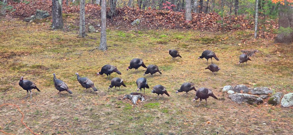 Flock of wild turkeys in yard on the edge of a forest.