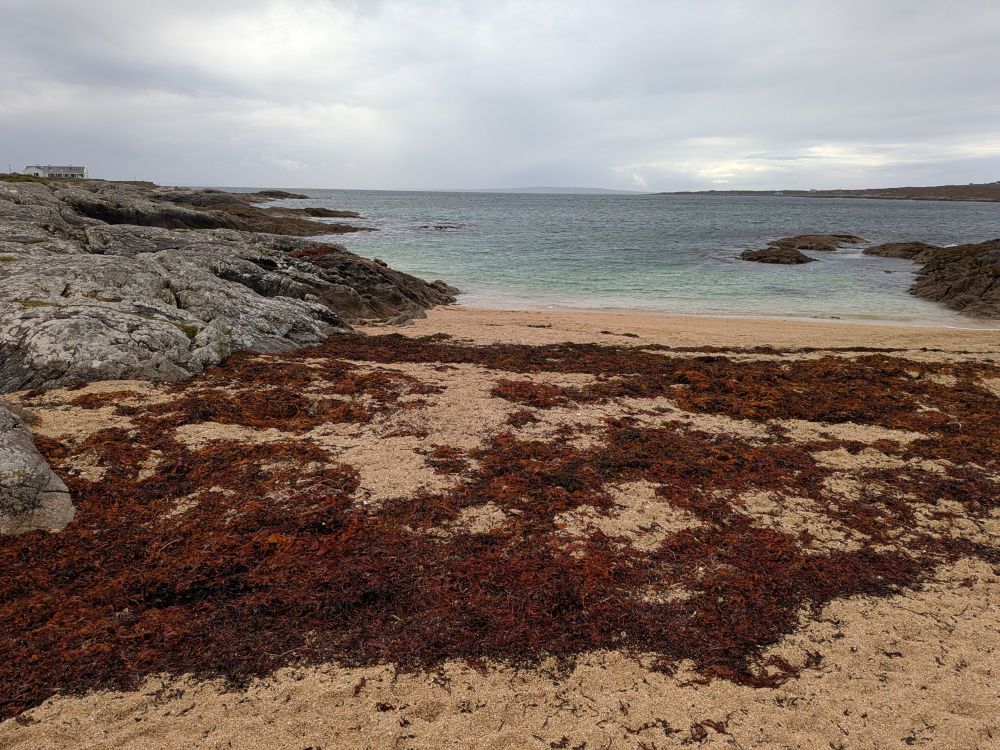 Trá an dóilín ("Coral Strand"), looking out to sea. Bright yellow sand, rocks to the left and right and rich brown weed providing contrast against the "coral" sand