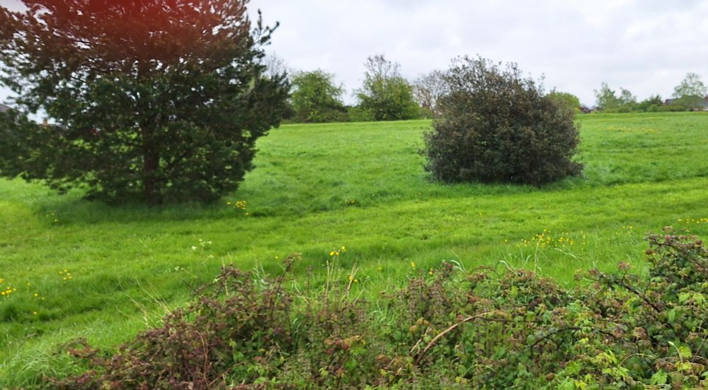 Photograph of a green field with a tree and a bush. A hedge can be seen right at the bottom of the photo. This is one of the sites of the battle.
