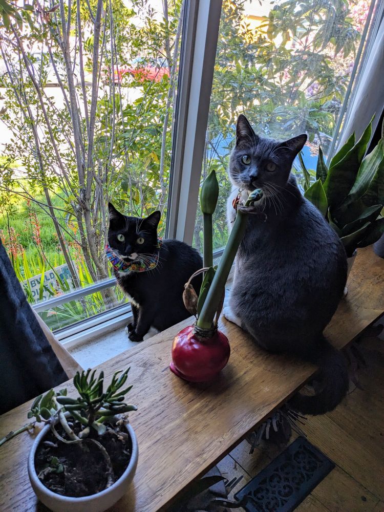Two cats sit inside at a sunny window with leaves and a few red flowers outside. The cat in front is a black tuxedo and he is sitting on a window sill. The second cat is gray and sits on a table just above the first cat. There are potted house plants on both sides of the grey cat. Both cats look up at the camera.