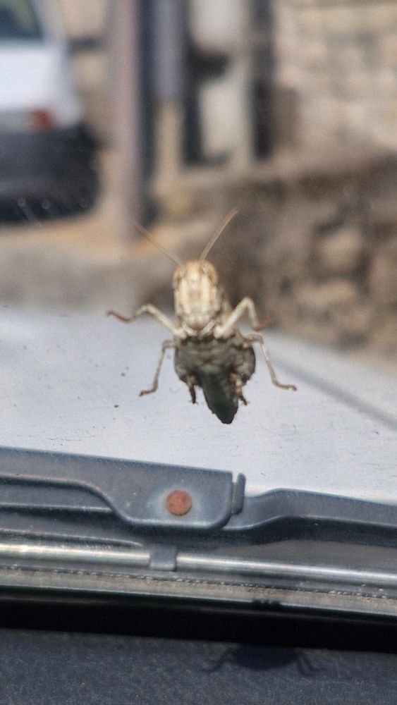 Photo of the underside and face of a cricket through a car windscreen 