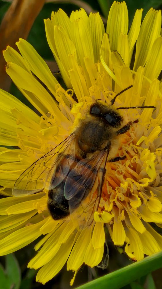 Bee snoozing in a dandelion 