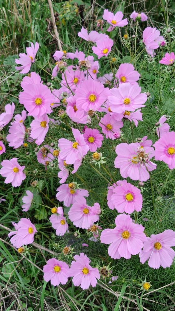 Pink Cosmos